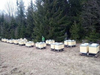 Vyzimovana včelstva, oddělky