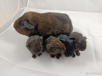 Morče s PP. Anglický crested, Hladké aguti