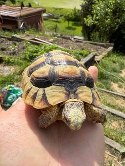 Želva Vroubená 🐢 Testudo Marginata nz.2022