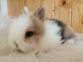 Zakrslý teddy králíček - očkovaná mláďata