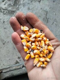 Kukuřice zrno dovoz zdarma