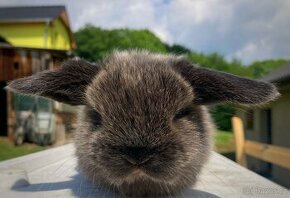 Zakrslý králík mládě minilop