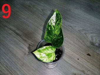 9.Epipremnum Marble Queen