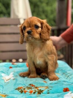 Cavalier King Charles Spaniel s PP