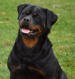 Rotvajler fena, Rottweiler fena