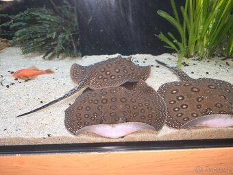 Potamotrygon motoro Mini Royal marbled