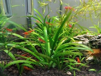 krevetky red cherry neocardina