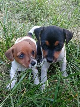 Štěňátka Jack Russell