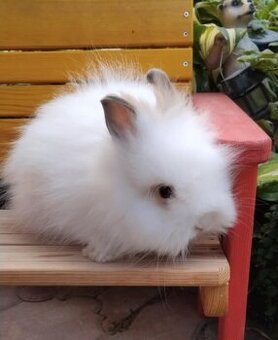 Zakrslý králíček bez PP dlohosrstý