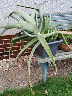 Kaktus Aloe