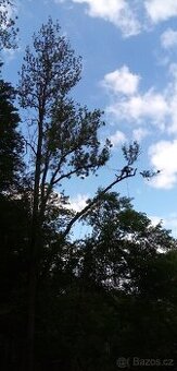 Rizikové kácení a prořez stromů