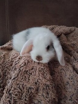 Samice zakrslého 🐰 beránka