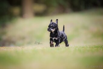 Čínský chocholatý pes / štěně / labutěnka