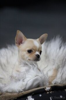 Čivava krátkosrstá chlapeček s PP