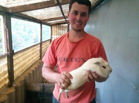 Obří  Cuy morčata Doležal morče cuy