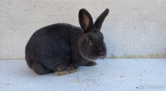 Vídeňský modrý samec