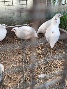 Křepelka - prodáme nebo za něco vyměníme