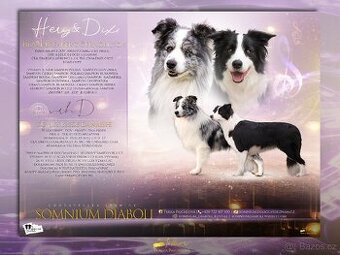 Border kolie štěňátka