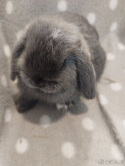 Prodám miminka minilopů