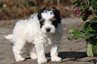 Biewer jorkšírský teriér - pejsek