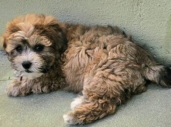 🐶 Maltipoo – krásné štěňátko k rezervaci