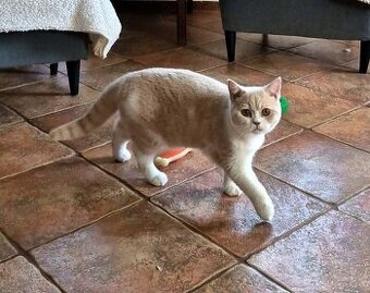 Britský kocourek s PP