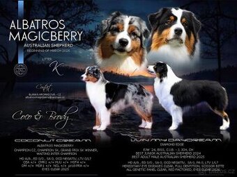 Australský ovčák s PP