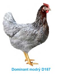 Násadová vejce Dominant - 1