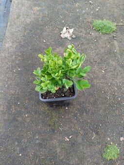 Buxus suffruticosa - 1