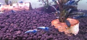 Krevetky Caridina Blue bolt