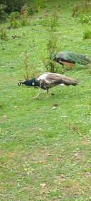 Páv Harlequin
