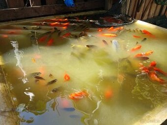 Koi Karas, Kapr