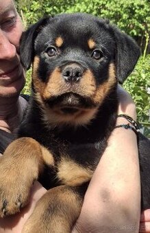 Fena rottweilera