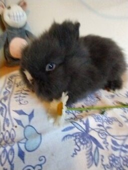 Prodám zakrslé Teddy králíčky mláďata
