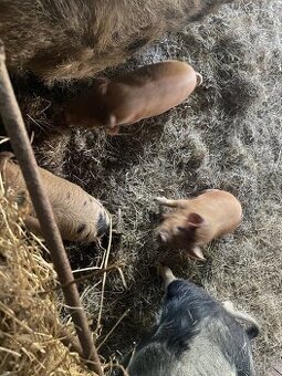 Kune kune