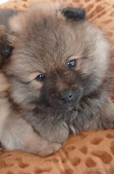 Pomeranian špic