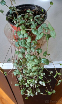 Ceropegia-svícník č.1