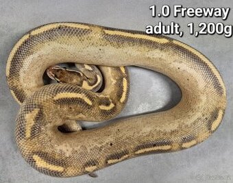 Krajta královská subadult a adult - 1