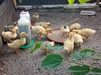 Káčata mix ze dvorku (pekingská x saská)