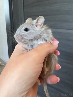 Osmák degu