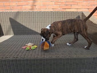 Německý boxer