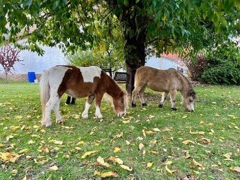 Minihorse klisny