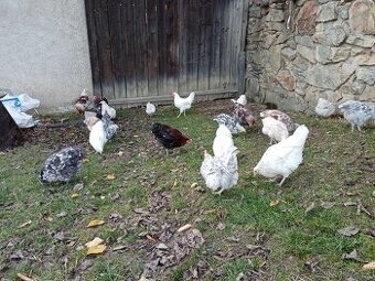 Slepičky a kohoutci