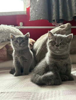 Koťata britská modrá