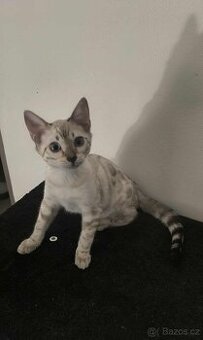 Bengálská kočka, koťata, kocourek 🐆