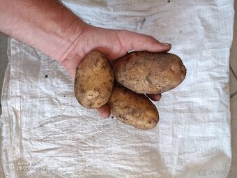 Konzumní brambory na uskladnění