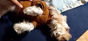 Jorkšírský teriér biewer