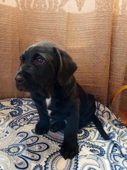 Štěně Labrador x Zlatý retrívr