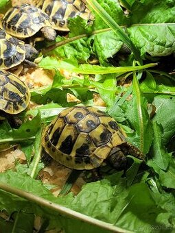 Želvy zelenavé a žlutohnědé