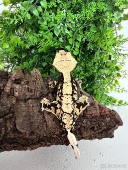 Pagekon řasnatý- Correlophus ciliatus